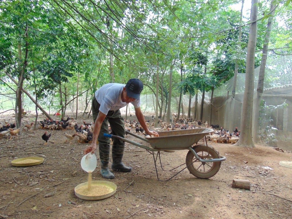 Kinh tế tập thể thúc đẩy sản xuất hàng hóa, nâng cao thu nhập cho người dân