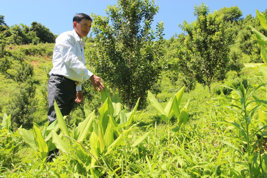 Ông Nguyễn Lên trồng mắc ca xen lên cây nghệ để duy trì nguồn thu chờ cây mắc ca cho thu hoạch (Ảnh: P.Hậu)