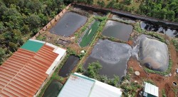 Đắk Lắk: Nguy cơ gây ô nhiễm môi trường từ các khu chăn nuôi tập trung