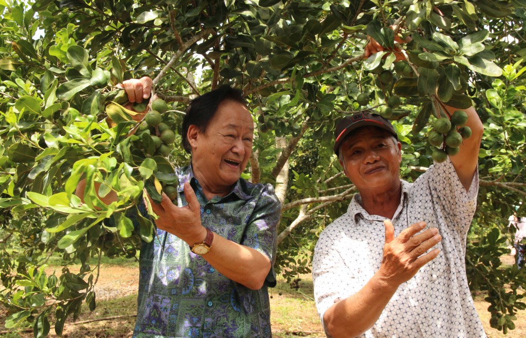 PGS.TS Nguyễn Lân Hùng ngỡ ngàng cây mắc ca trồng xã Vĩnh Sơn, (H.Vĩnh Thạnh, Bình Định) hợp khí hậu, phát triển tốt, ra quả sai.