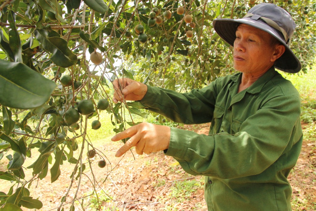 Ông Dương Công Thức từng làm thuê cho gia đình ông Khánh nhưng hiện giờ đã đầu tư trồng 3 ha mắc ca thay thế cây keo lai.