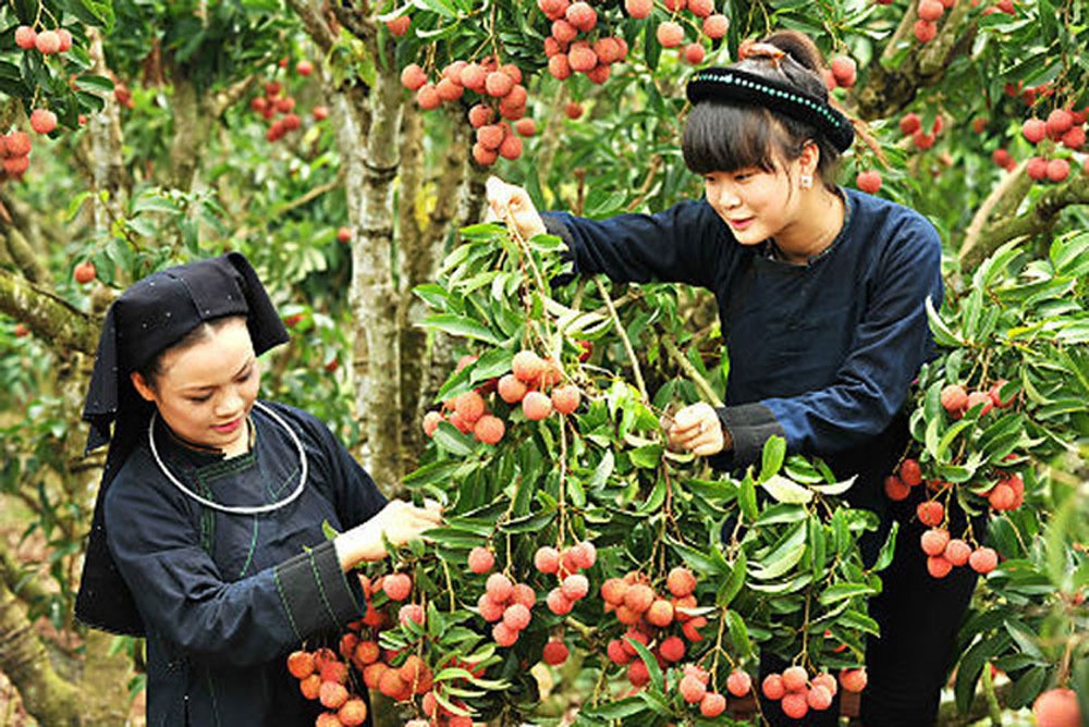 Đỏ au vùng vải