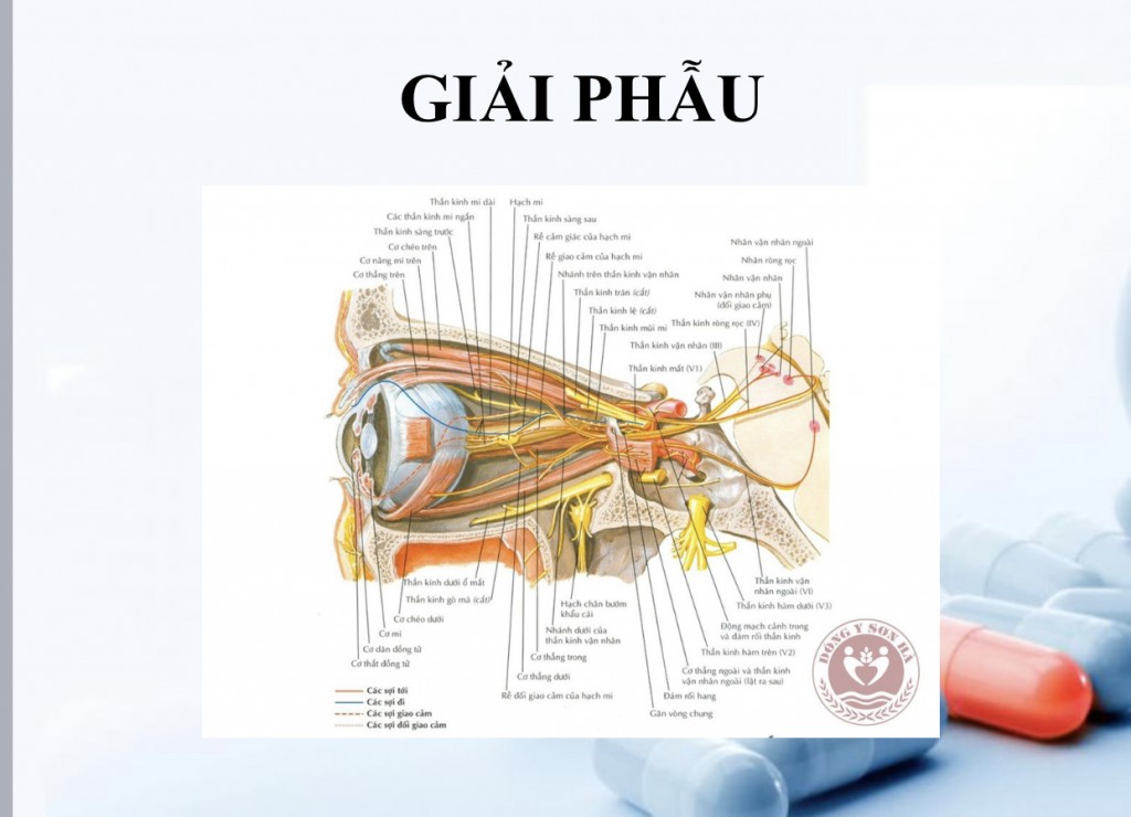 Các chuyên gia tư vấn chăm sóc mắt học đường cho trẻ