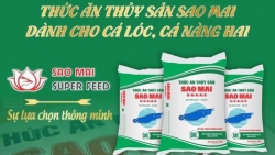 Sao Mai Super Feed: Lựa chọn không thể tốt hơn cho hộ nuôi thủy sản