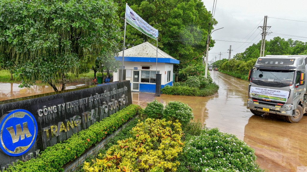 Thời tiết mát mẻ, mưa nhẹ làm dịu bớt khí hậu mùa hè miền Bắc đã tạo điều kiện thuận lợi cho việc vận chuyển đàn bò về trang trại