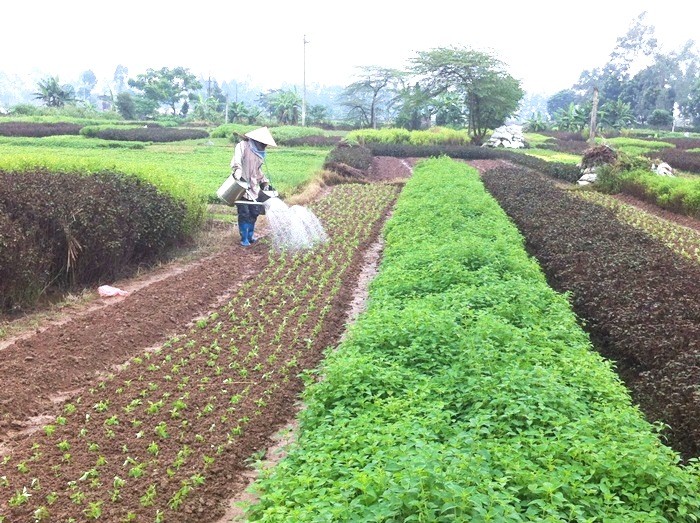 Phát huy vai trò của Hội Nông dân trong xây dựng Nông thôn mới nâng cao