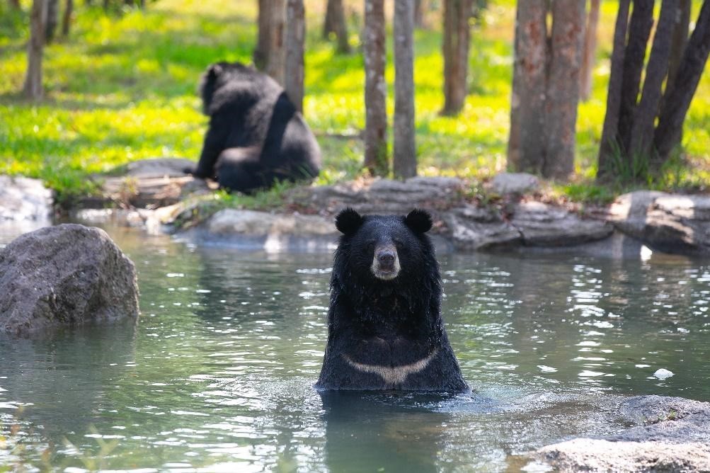 Gặp gỡ những “gương mặt” quý hiếm tại Vinpearl Safari