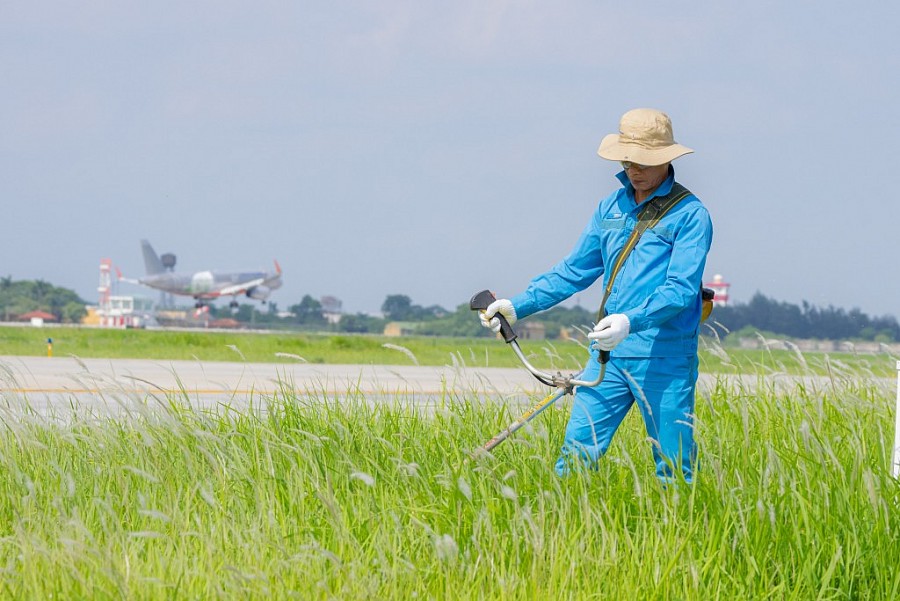 Thời tiết nắng nóng, mưa nhiều là điều kiện thuận lợi cho cỏ mọc nhanh.