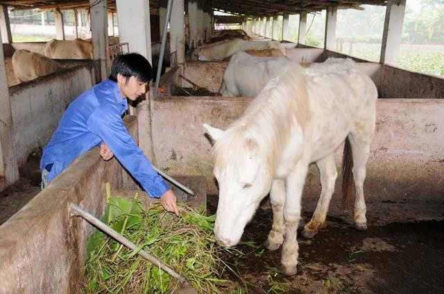 Từng bước chinh phục người tiêu dùng với các sản phẩm OCOP từ ngựa bạch