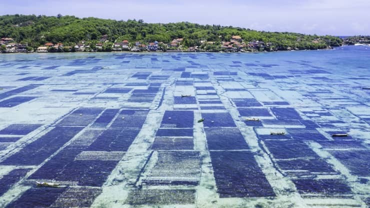 Một khu vực nuôi trồng rong biển rộng lớn ở Bali, Indonesia