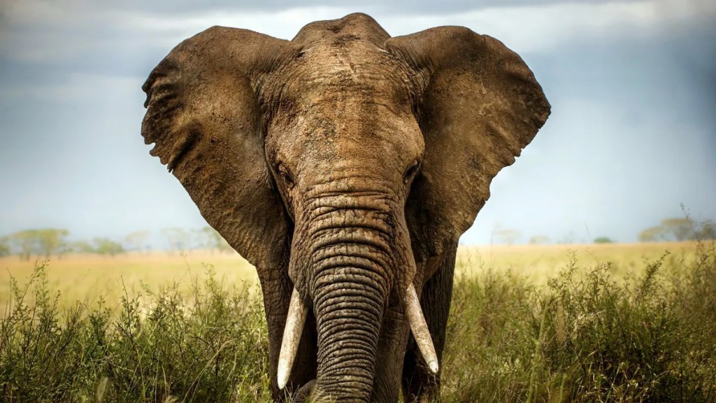 Loài voi có thể giữ "chìa khóa" chữa bệnh ung thư