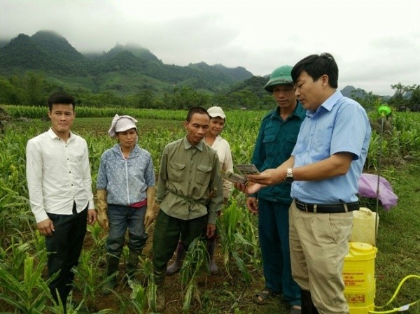 Ông Nguyễn Hồng Yến – Chi cục Trưởng Chi cục Trồng trọt và Bảo vệ thực vật Hòa Bình – Cựu sinh viên K34BVTV (áo xanh, ngoài cùng bên phải) đang chỉ đạo phòng trừ sâu keo mùa thu trên ngô tại Hòa Bình