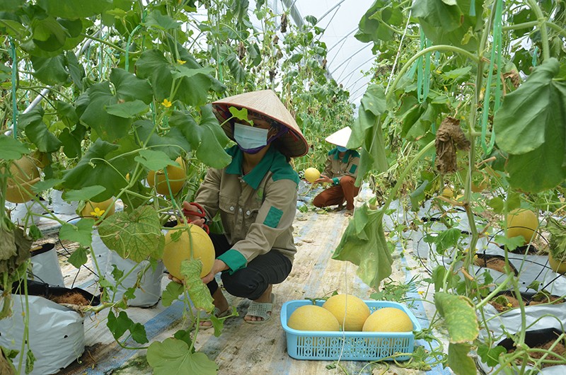 Tạo vùng kinh tế sản xuất gắn với tiêu thụ hàng hóa ổn định