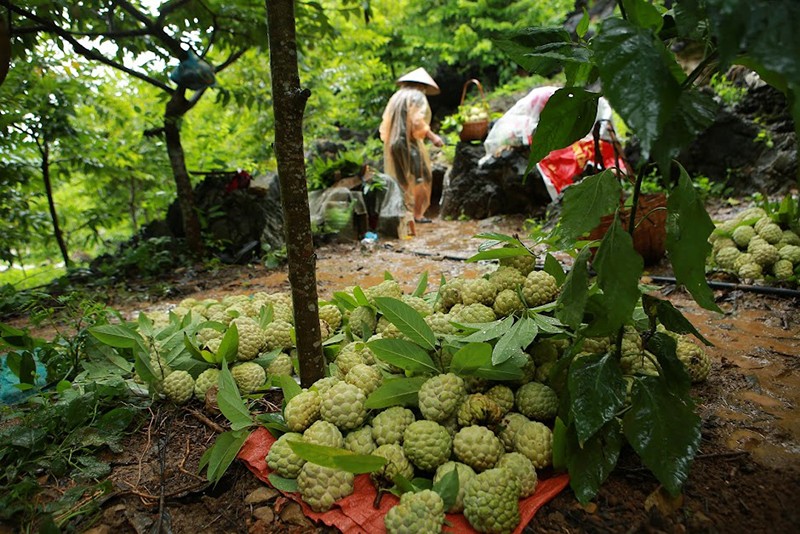 Lạng Sơn: Nhờ trồng na, người dân Chi Lăng thu về mỗi vụ 700 tỷ đồng