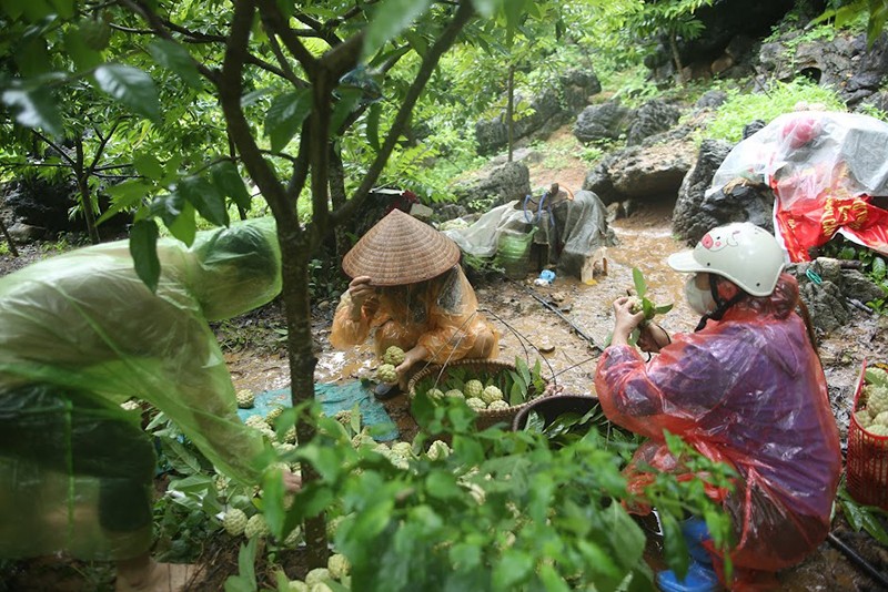 Lạng Sơn: Nhờ trồng na, người dân Chi Lăng thu về mỗi vụ 700 tỷ đồng