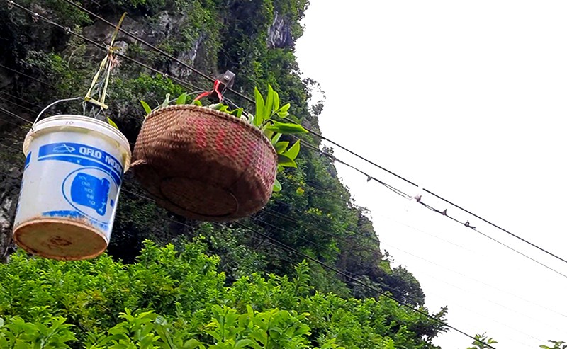 Lạng Sơn: Nhờ trồng na, người dân Chi Lăng thu về mỗi vụ 700 tỷ đồng