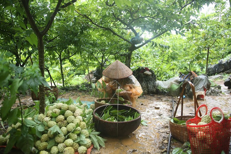 Lạng Sơn: Nhờ trồng na, người dân Chi Lăng thu về mỗi vụ 700 tỷ đồng