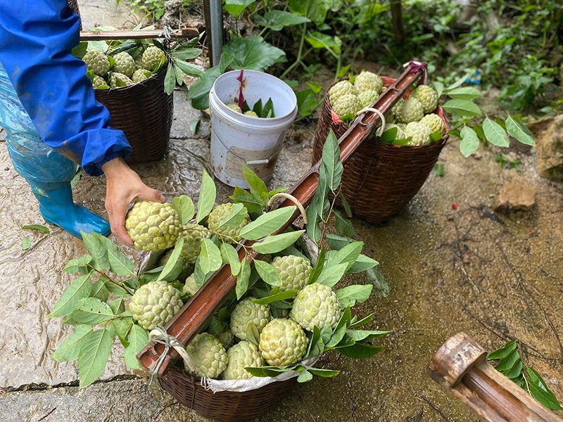 Lạng Sơn: Nhờ trồng na, người dân Chi Lăng thu về mỗi vụ 700 tỷ đồng