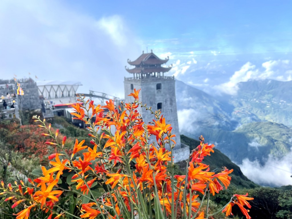 Vườn hoa dơn lúa rộng cả hecta đang nở rộ bên quần thể Văn hóa Tâm linh Sun World Fansipan Legend