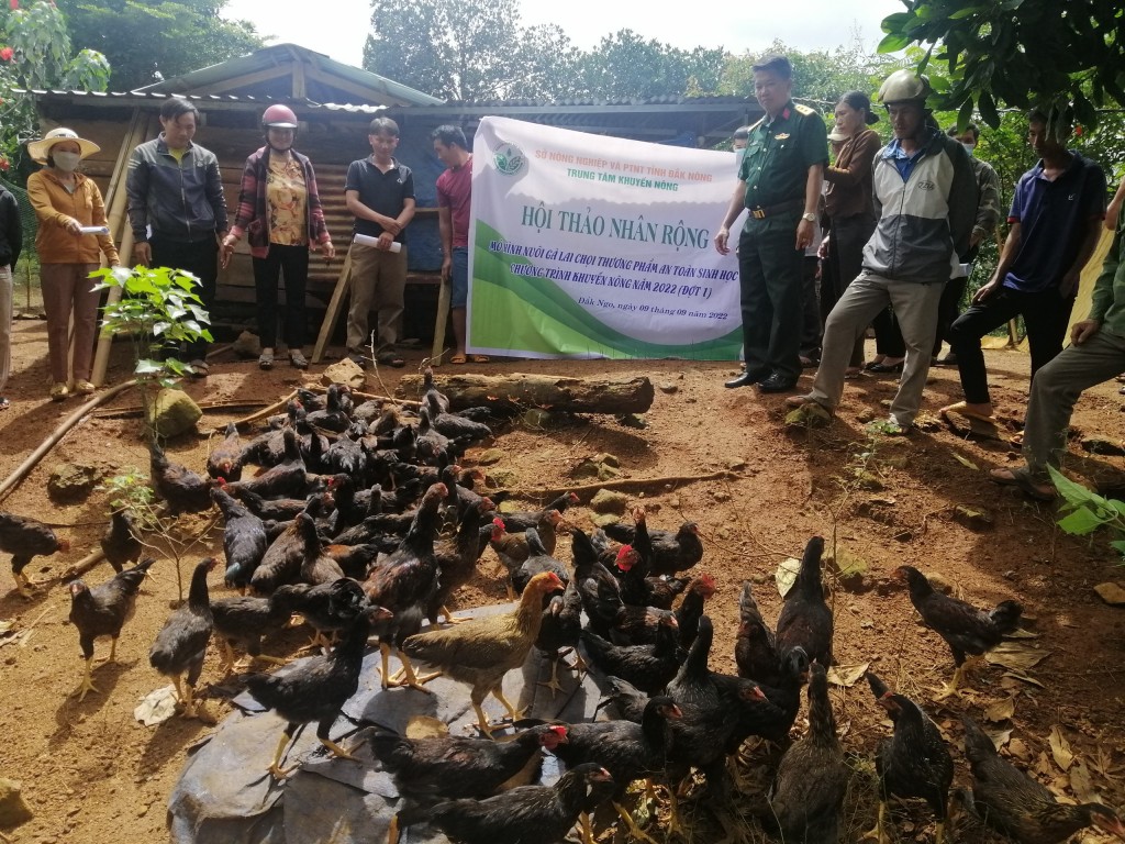 Đắc Nông: Cùng Trung đoàn 720 nhân rộng mô hình nuôi gà lai chọi tại Đăk Ngo