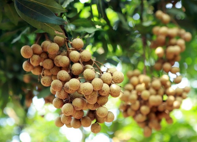 Những chùm nhãn nặng trĩu quả, chín mọng