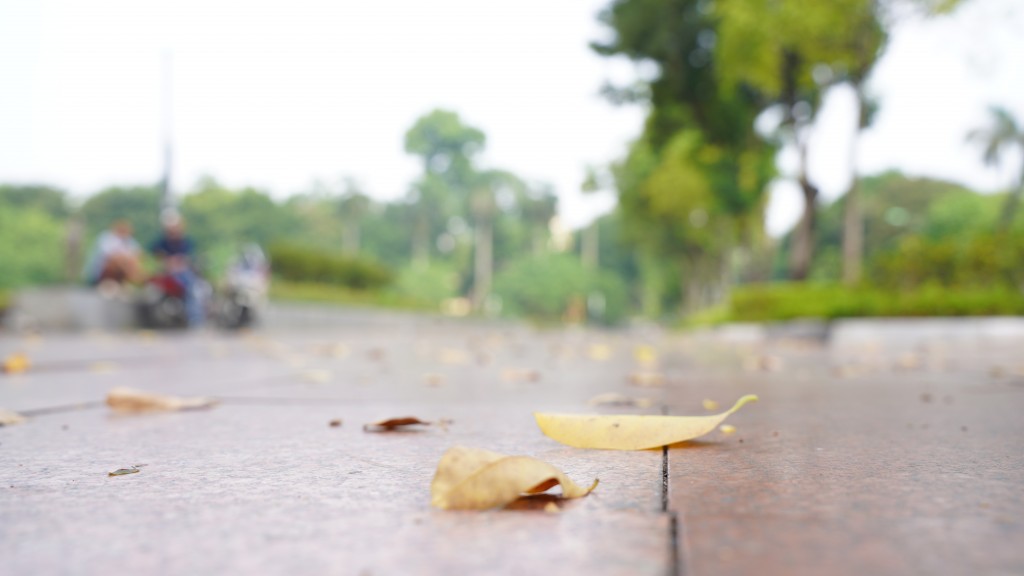 Lá vàng rơi - một hình ảnh đặc trưng của Hà Nội khi trời thu