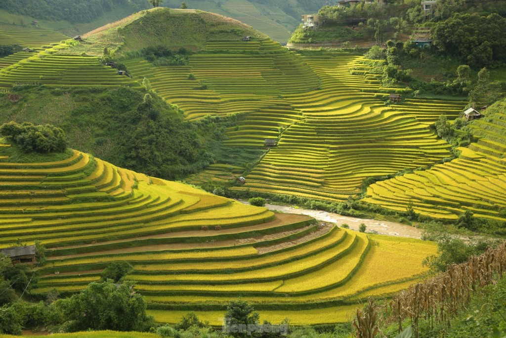 Mê mẩn ngắm tuyệt tác mùa vàng ở Mù Cang Chải