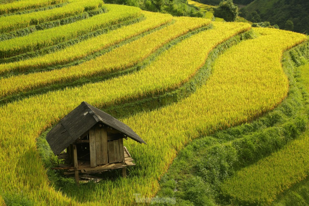 Mê mẩn ngắm tuyệt tác mùa vàng ở Mù Cang Chải