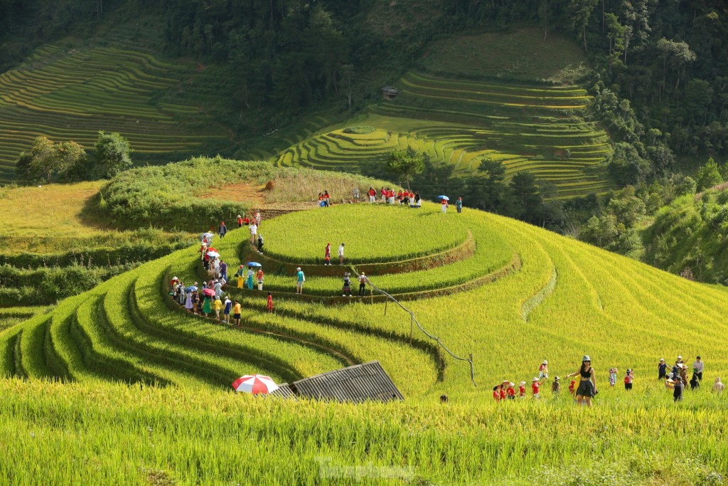 Mê mẩn ngắm tuyệt tác mùa vàng ở Mù Cang Chải