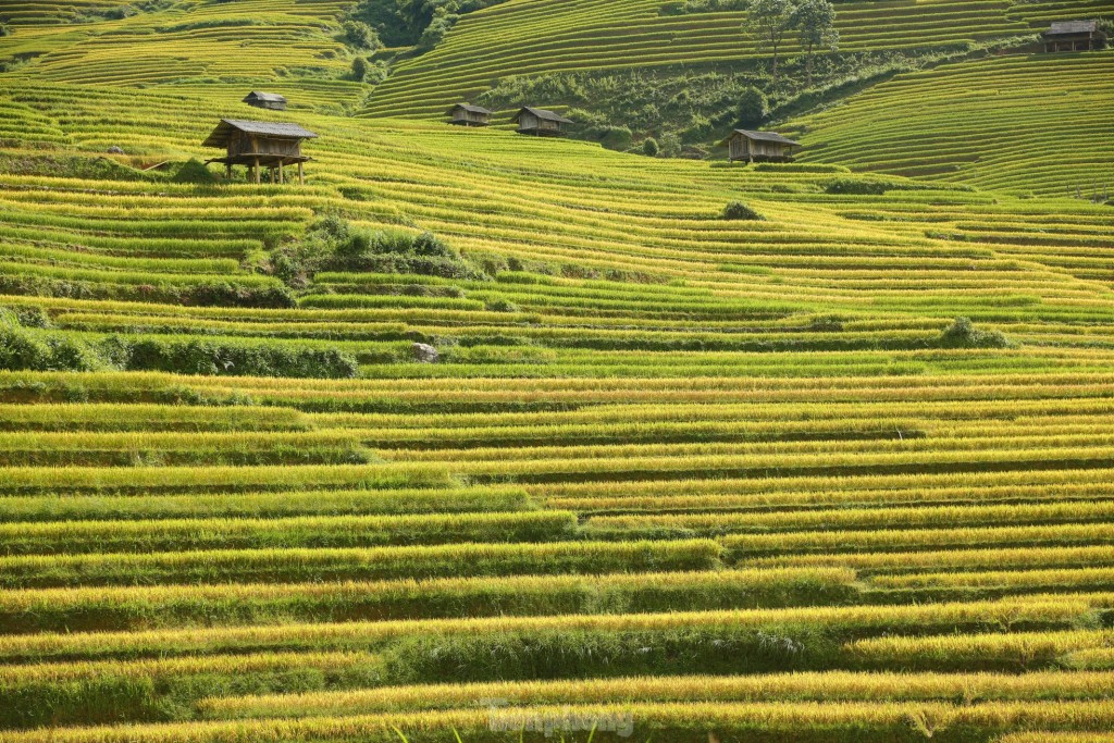 Mê mẩn ngắm tuyệt tác mùa vàng ở Mù Cang Chải