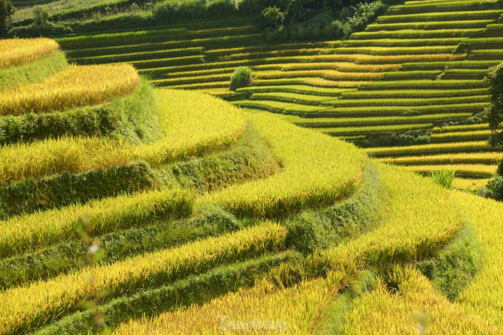 Mê mẩn ngắm tuyệt tác mùa vàng ở Mù Cang Chải