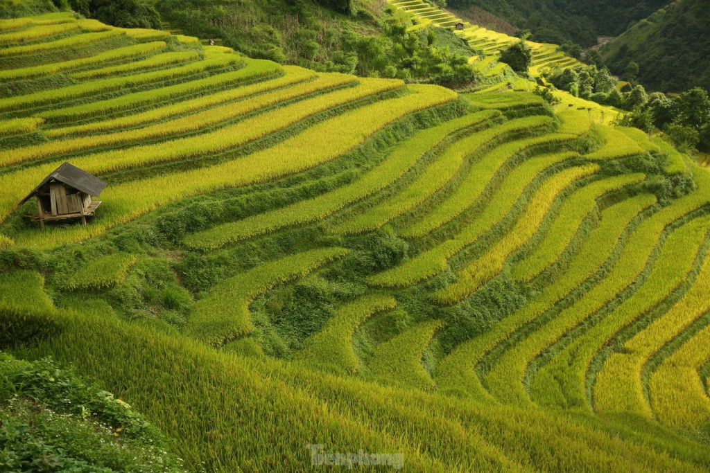 Mê mẩn ngắm tuyệt tác mùa vàng ở Mù Cang Chải