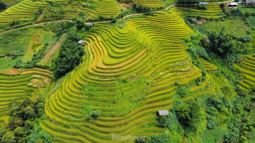 Mê mẩn ngắm tuyệt tác mùa vàng ở Mù Cang Chải