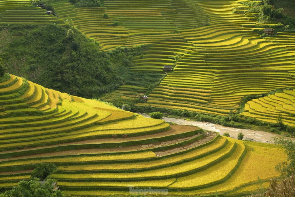 Mê mẩn ngắm tuyệt tác mùa vàng ở Mù Cang Chải