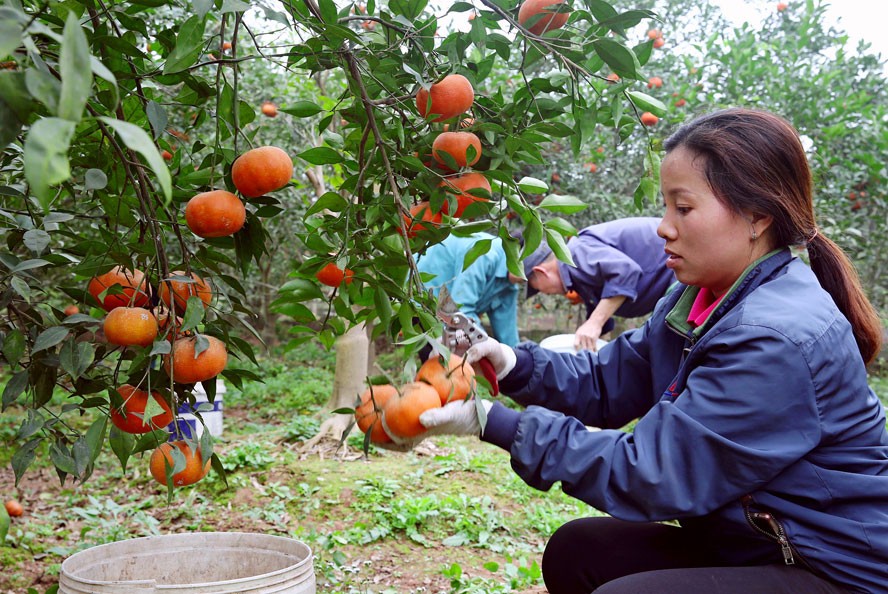 Khoa học công nghệ: Chìa khóa tạo bước đột phá trong xây dựng Nông thôn mới