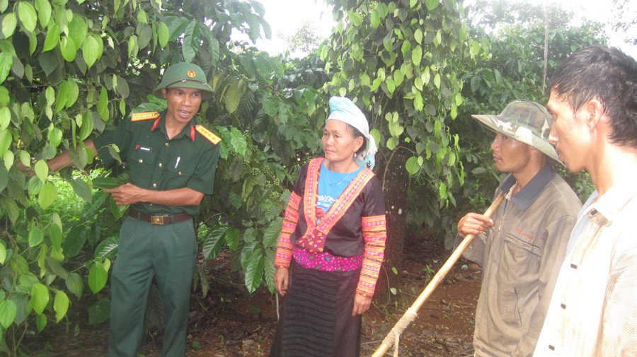 hướng dẫn người lao động chăm sóc hồ tiêu và lồng ghép tuyên truyền thực hiện các quy định về bảo hiểm