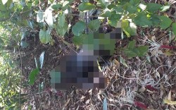 Quảng Ninh: Phát hiện thi thể đã phân hủy trơ xương trong rừng