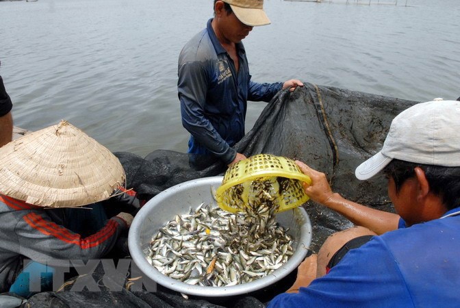 Nỗi nhớ, niềm thương mùa nước nổi