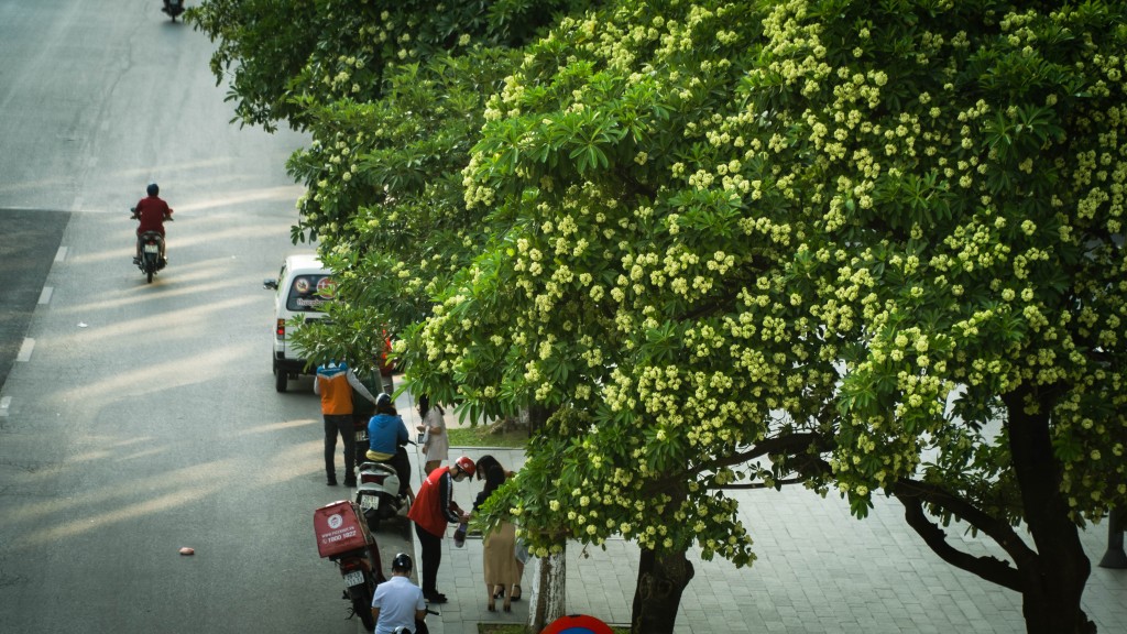 Hàng cây hoa sữa trên phố Đào Tấn