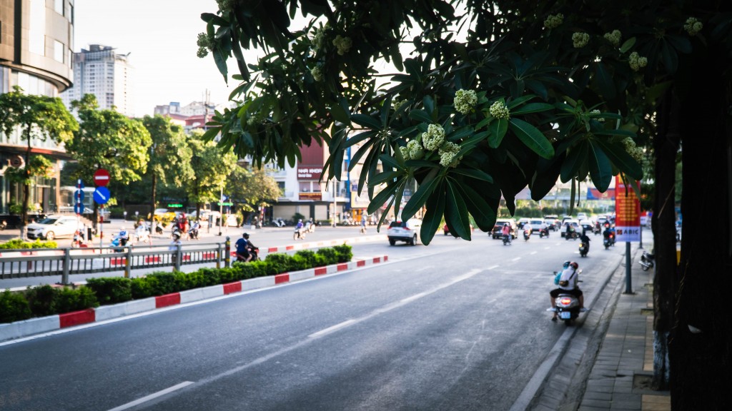 Nồng nàn hoa sữa thơm trên phố Thủ đô