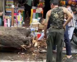 Ai chịu trách nhiệm trong vụ cây cổ thụ đổ vào người đi đường?