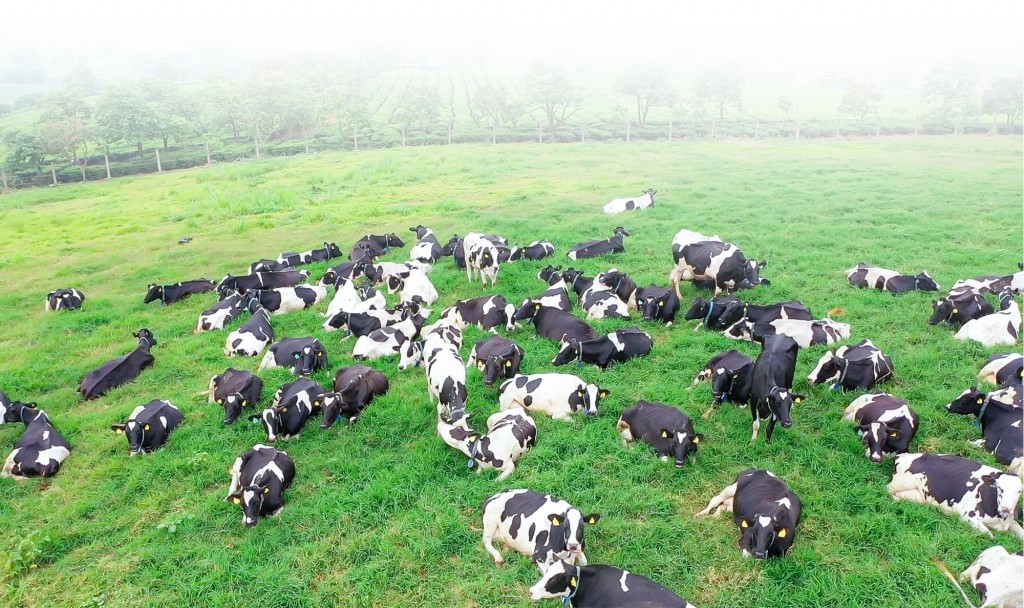 Thiên nhiên ưu ái khí hậu tuyệt vời giúp Mộc Châu được mệnh danh là thiên đường bò sữa