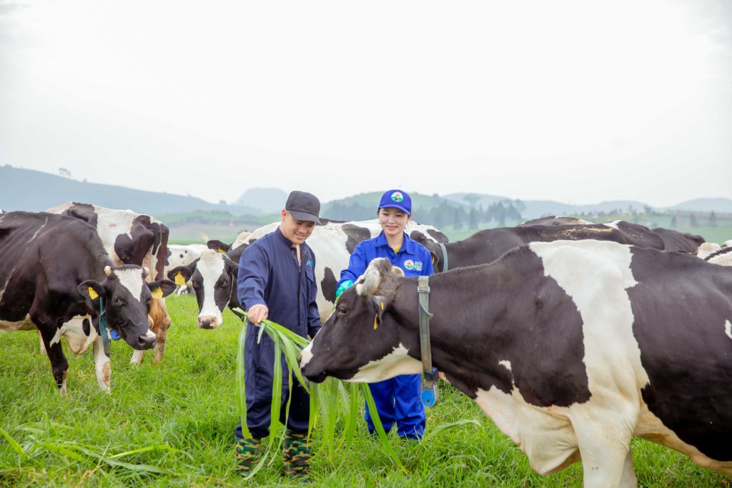 Những người nông dân ở Mộc Châu tận tình chăm sóc đàn bò bằng cả sự tâm huyết