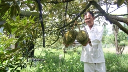Cấp mã số vùng trồng là “chìa khóa” đưa nông sản Việt ra thế giới