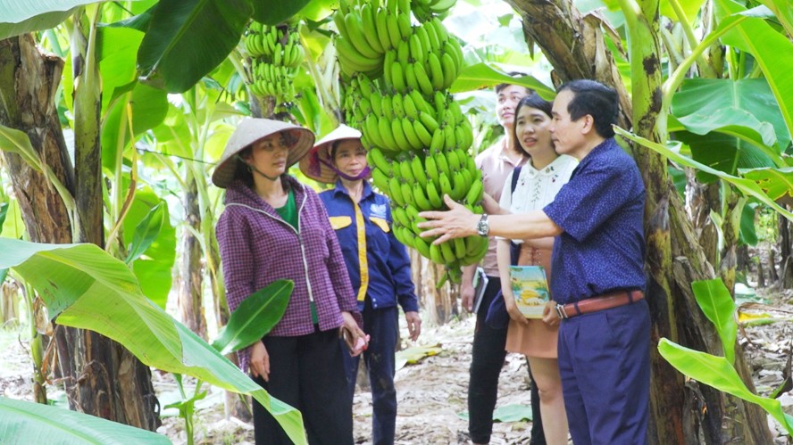 Cấp mã số vùng trồng là “chìa khóa” đưa nông sản Việt ra thế giới