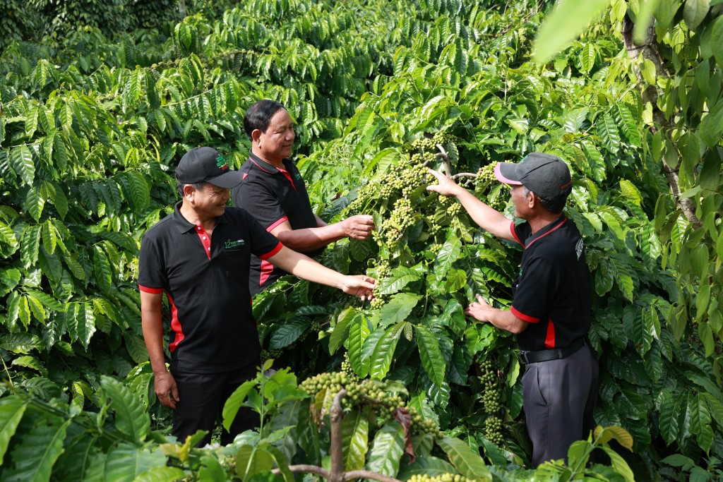 Các hộ nông dân tham gia dự án Nescafé Plan được tập huấn và thực hành phương pháp canh tác bền vững