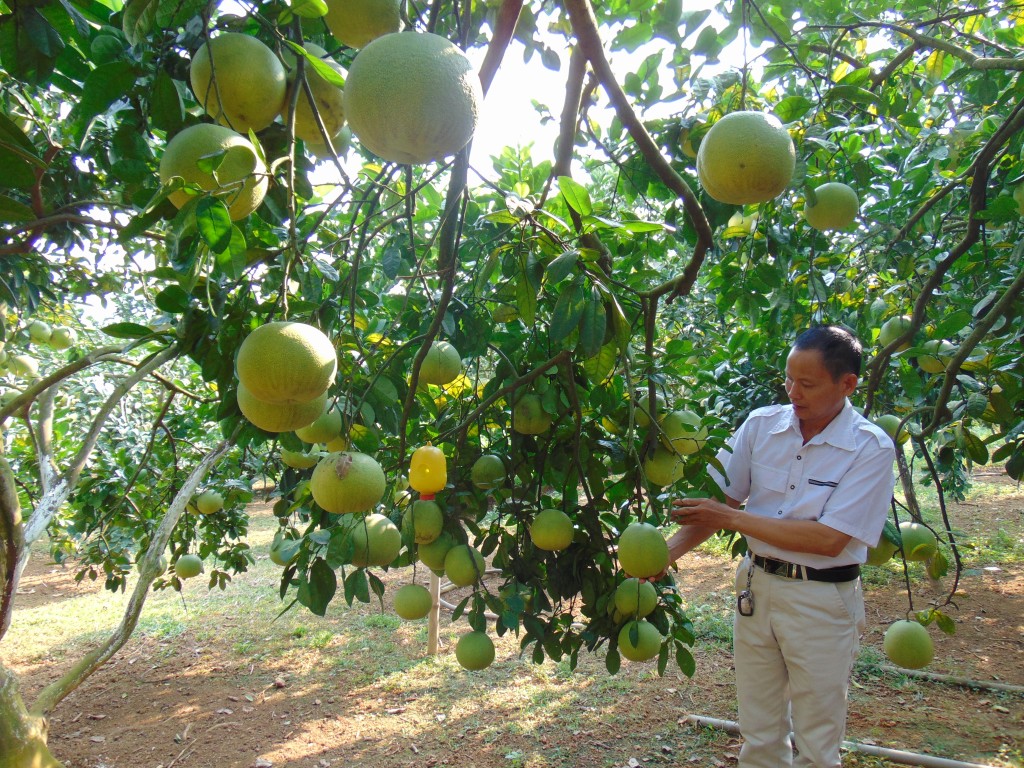 Xây dựng và phát triển các sản phẩm OCOP mang đặc trưng của Ba Vì