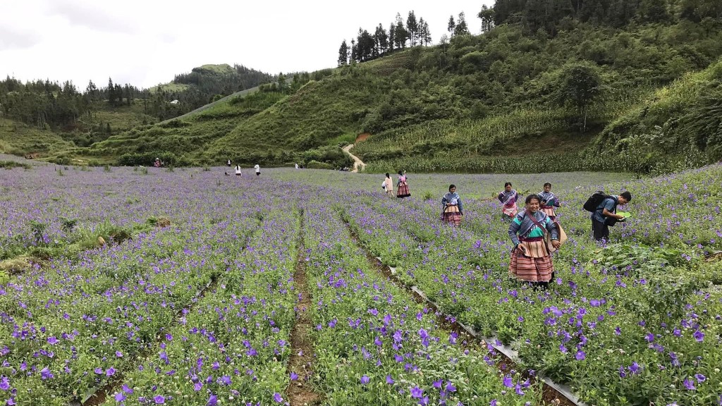 Người nông dân sở hữu “thung lũng dược liệu triệu đô”