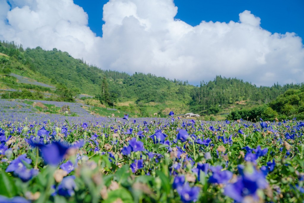 Người nông dân sở hữu “thung lũng dược liệu triệu đô”