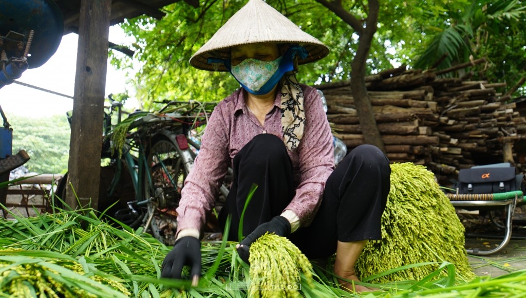 Phải lòng... cốm làng Vòng